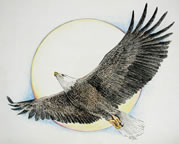 Soaring Eagle, 12 x 16, print